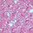 088A pearly soft lilac